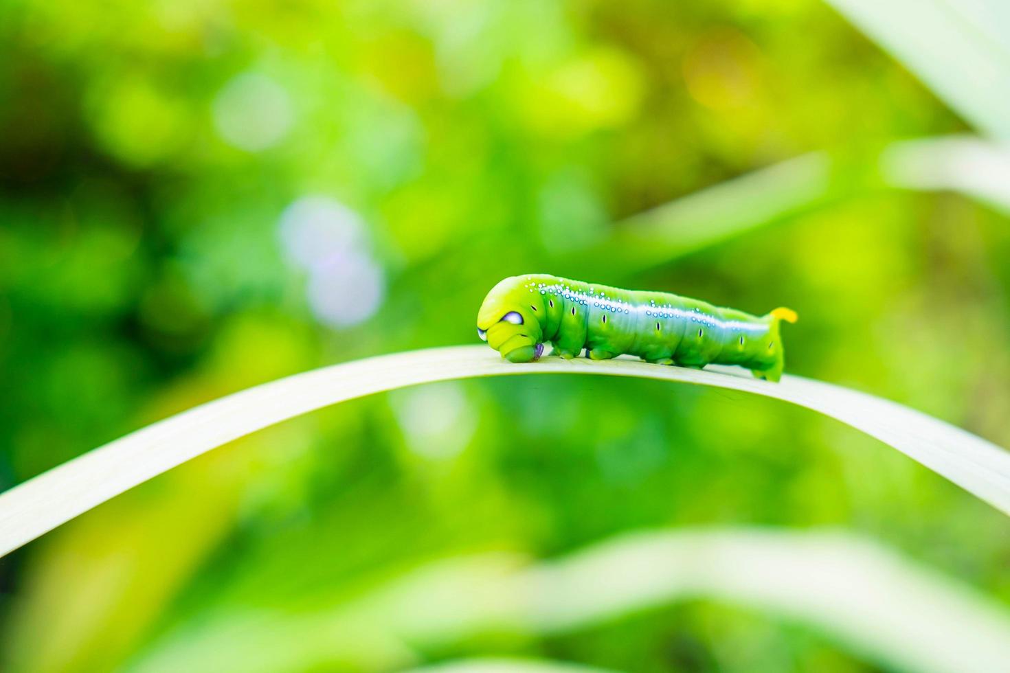 Green worm on the leaf photo