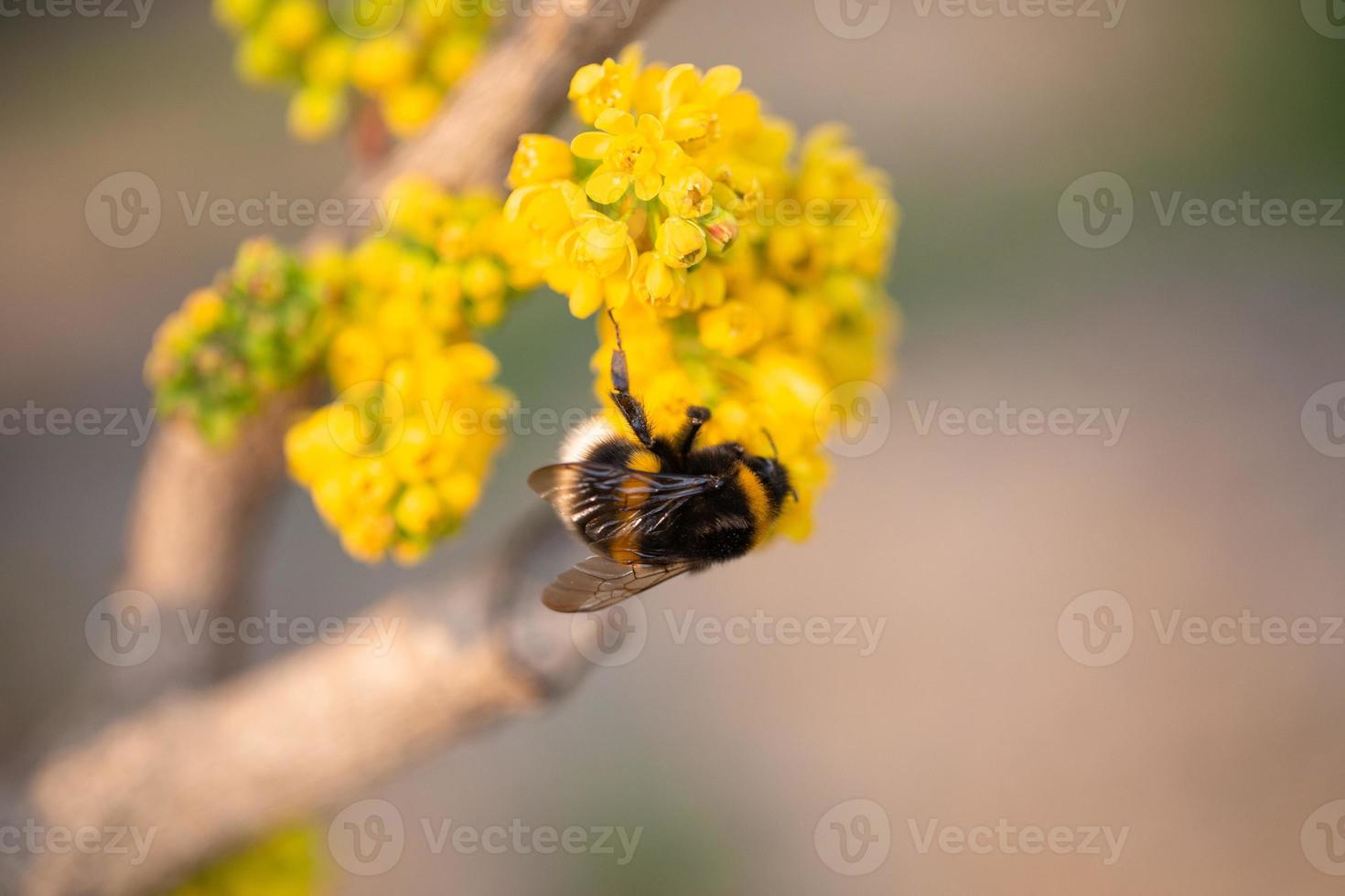 Close-up view of a bee on yellow flower with blurred background photo