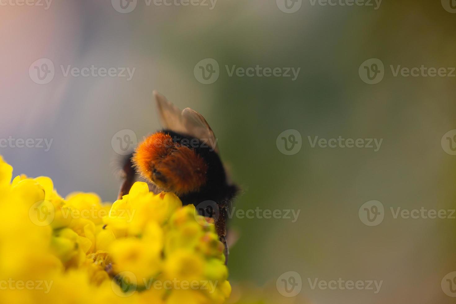 Vista cercana de una abeja en flor amarilla con fondo borroso foto