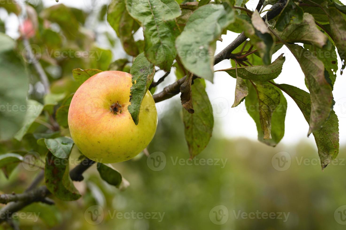 apple fruit tree branch harvesting growth photo