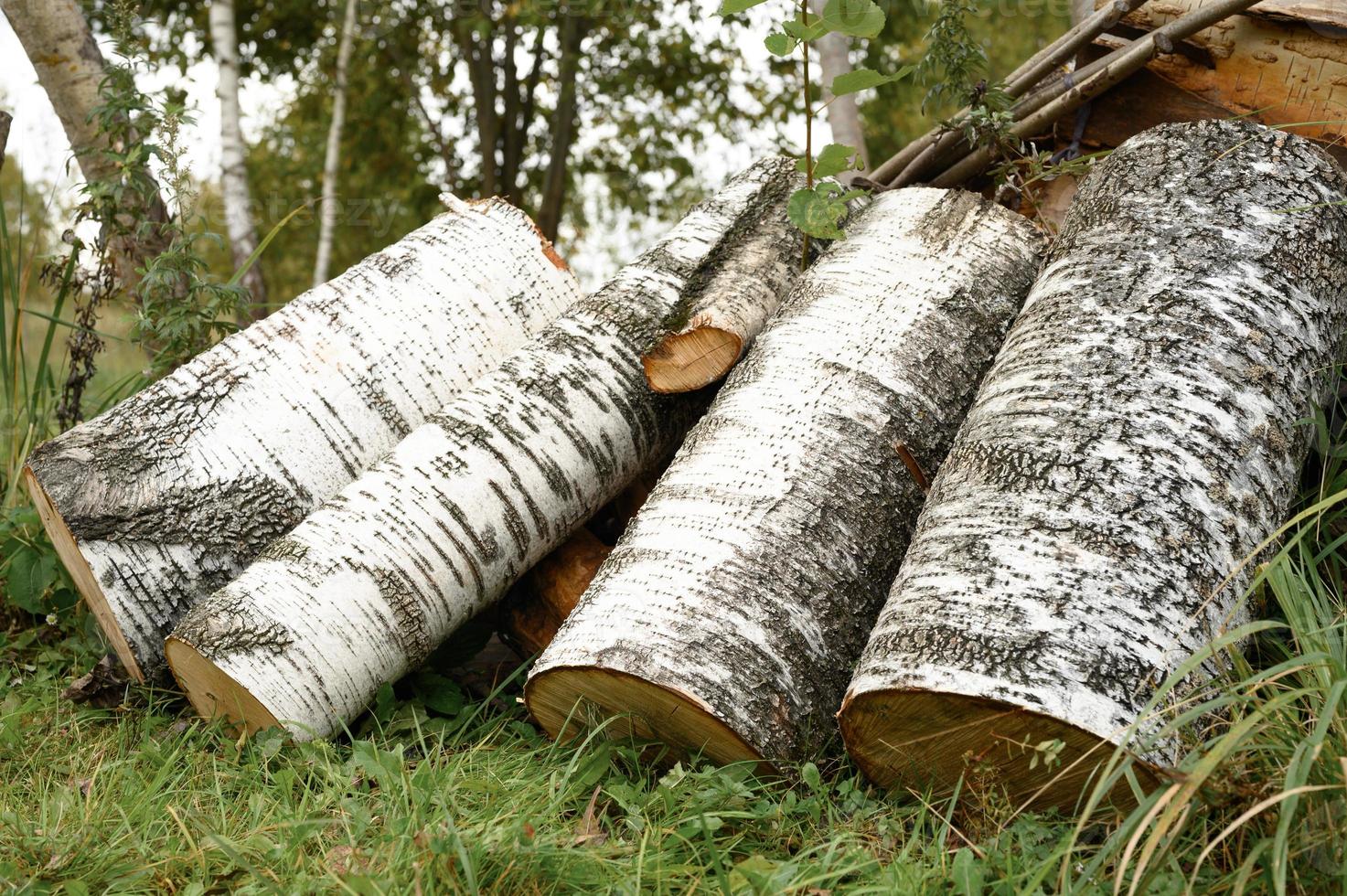 birch log logs firewood reserves photo