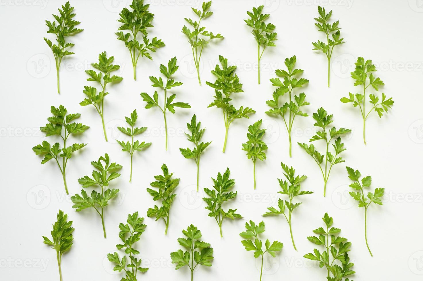 parsley leaves spicy herb pattern photo