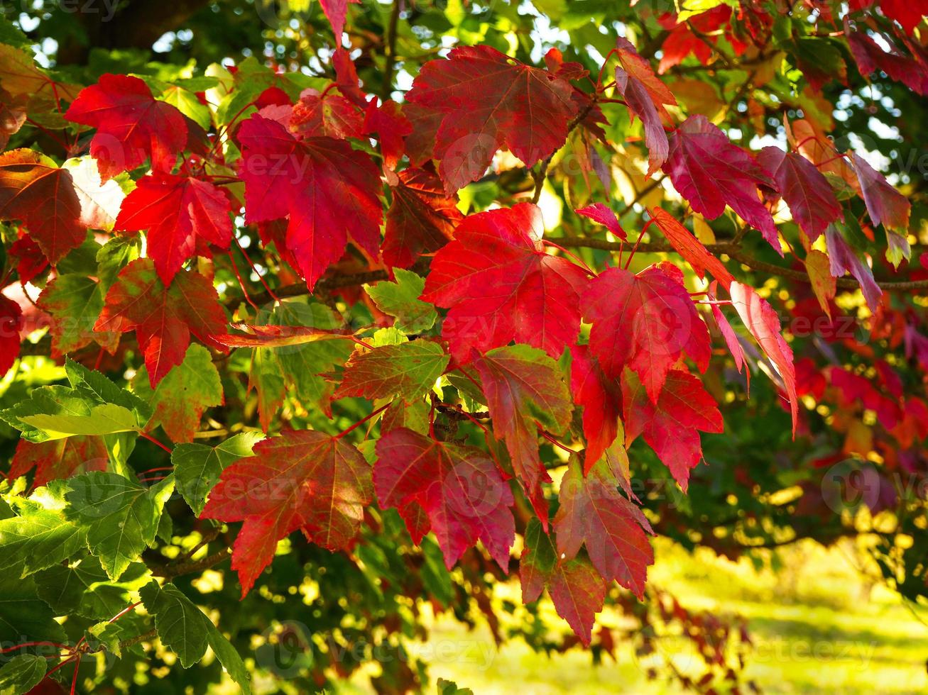 hermosas hojas de otoño rojas en un árbol de arce foto