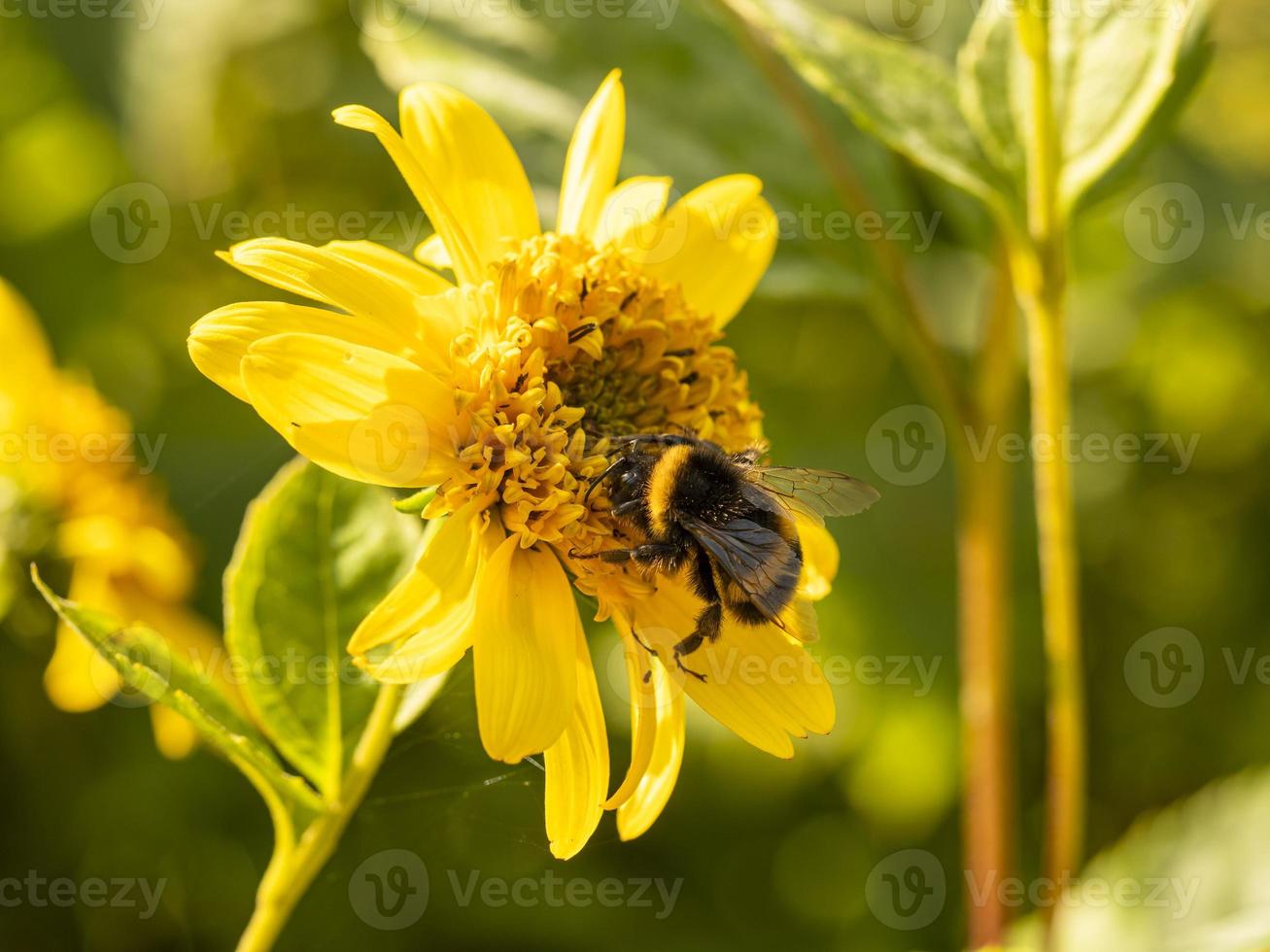 Bumblebee collecting pollen on a Helianthus flower photo