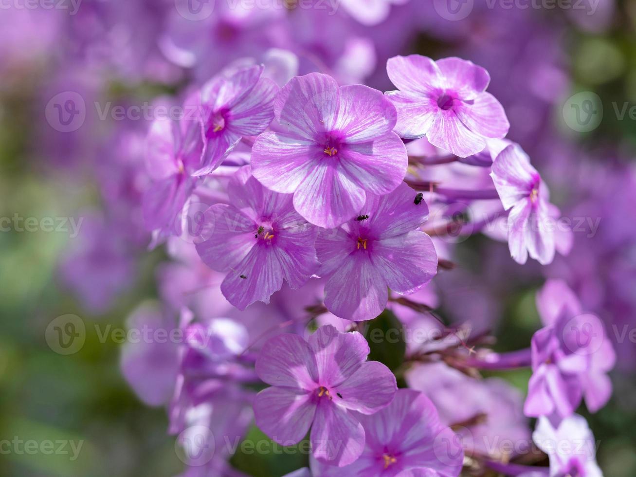 bonitas flores rosadas de phlox maculata alpha foto