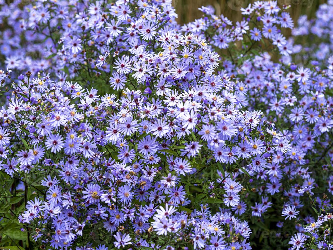 Aster azul denso poco carlow flores en la luz del sol foto