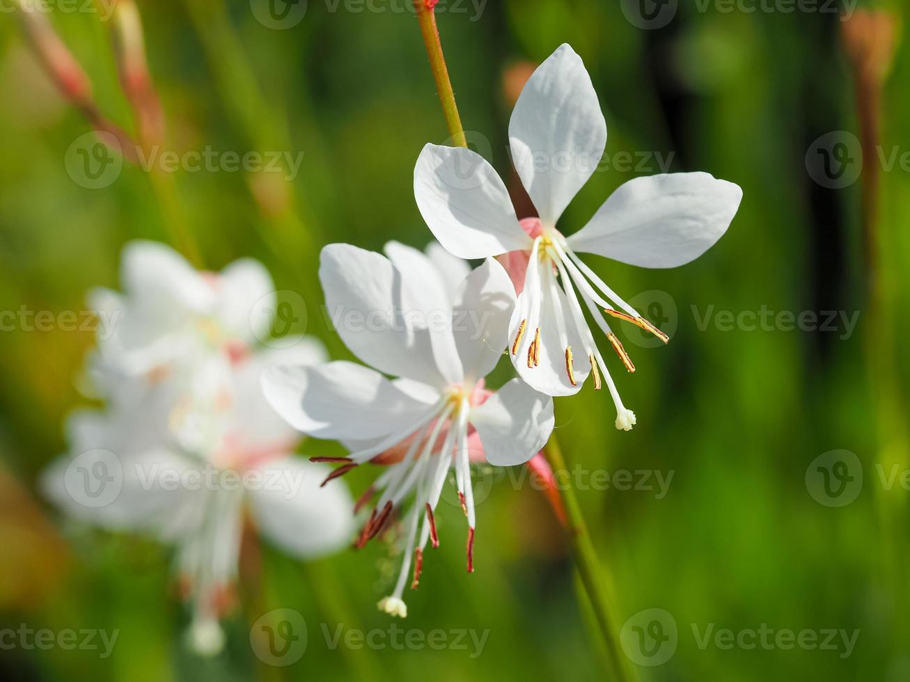 bonitas flores de gaura lindheimeri blanco brillante foto