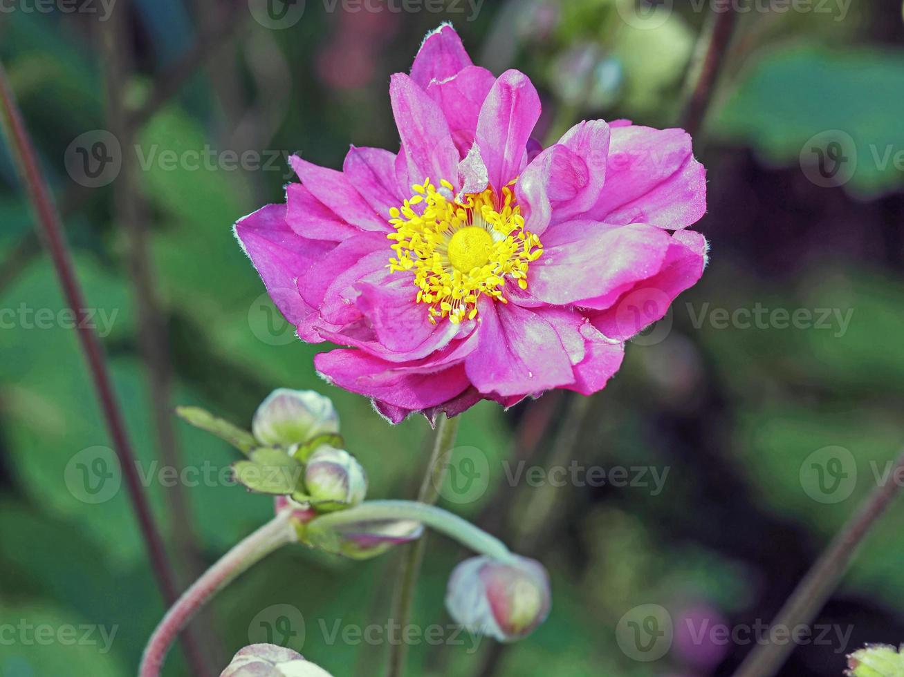 Preciosa flor de anémona rosa y capullos en un jardín. foto