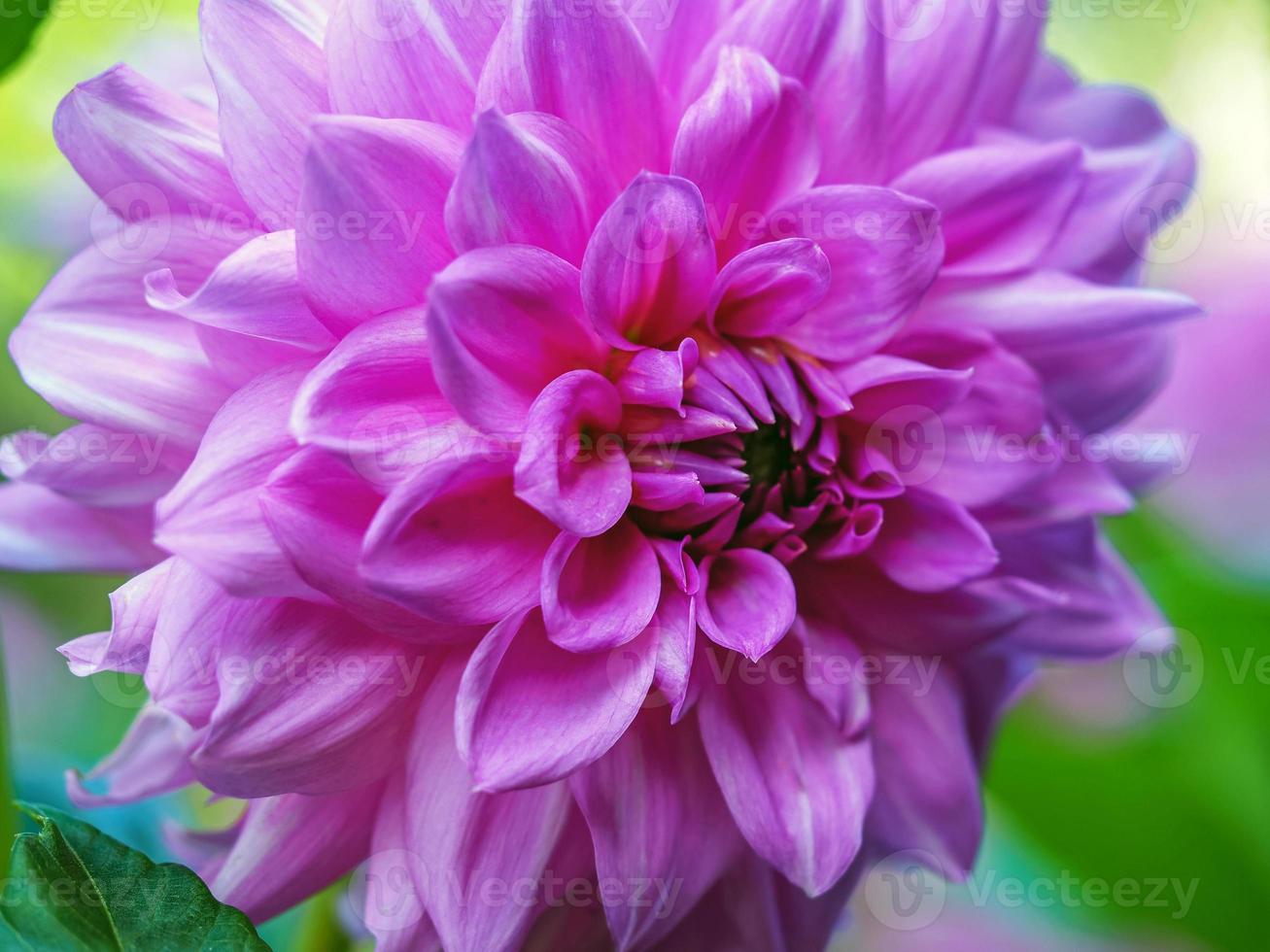 Primer plano de una hermosa flor de dalia rosa púrpura foto