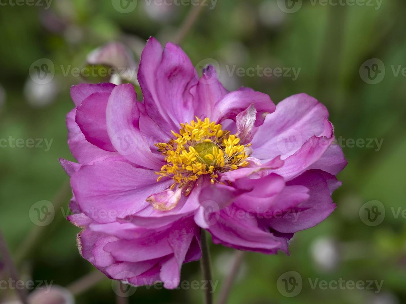 Hermosa flor de anémona rosa comenzando a marchitarse en otoño foto