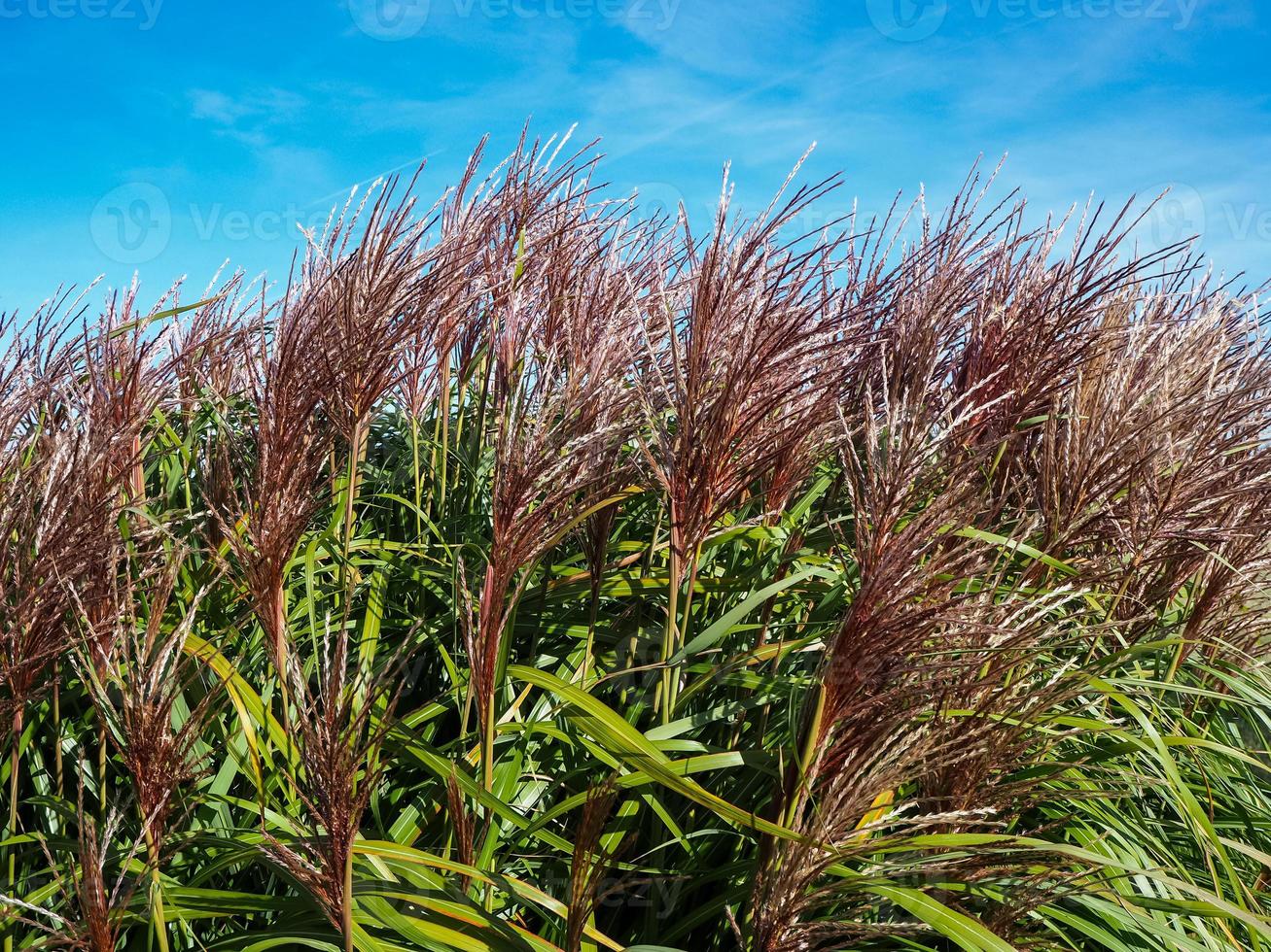 hierba de plata china miscanthus sinensis foto