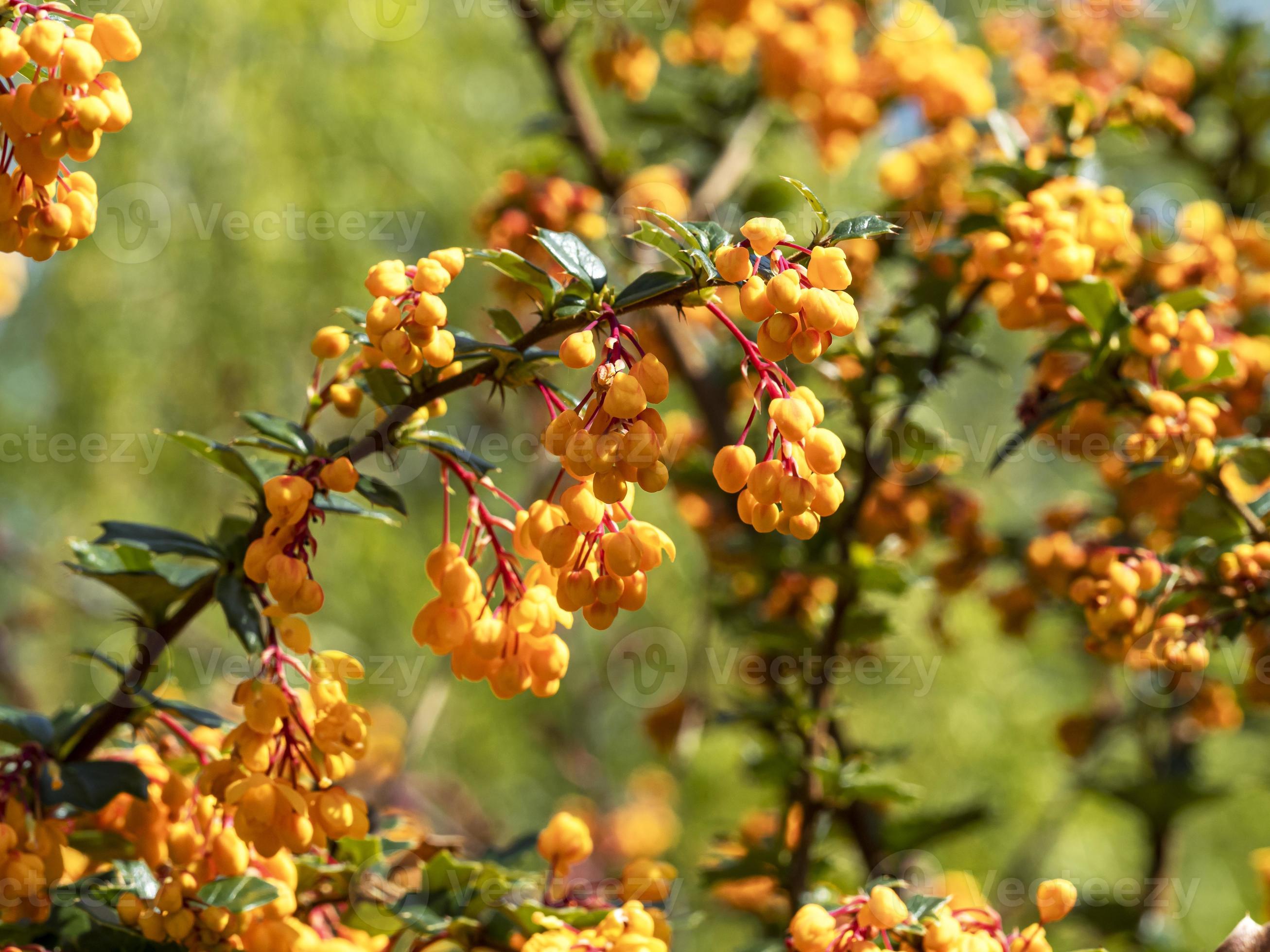 Image of Orange blossom shrub close up