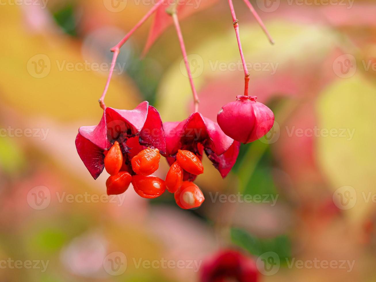 Primer plano de la apertura de bayas rojas de euonymus maximowiczianus foto