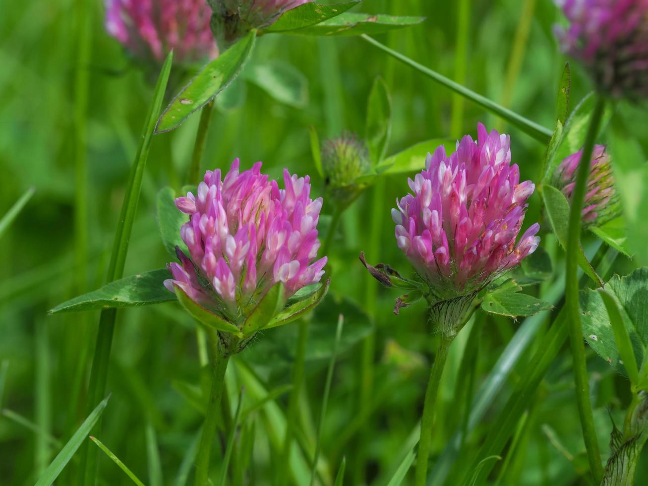 Clover flowers in a meadow photo