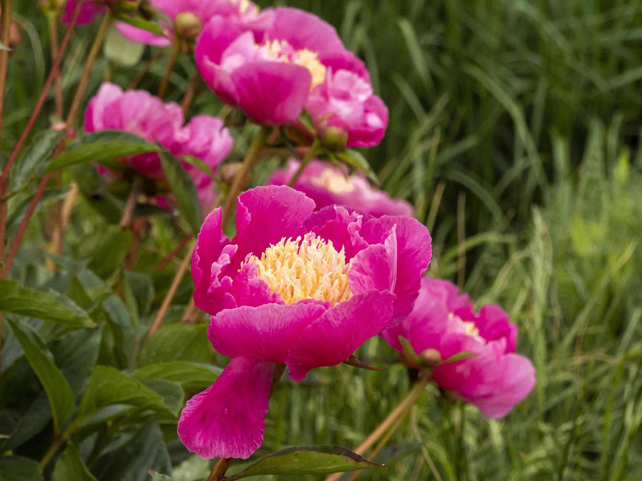 flor de peonía rosa y amarilla paeonia lactiflora largo foto