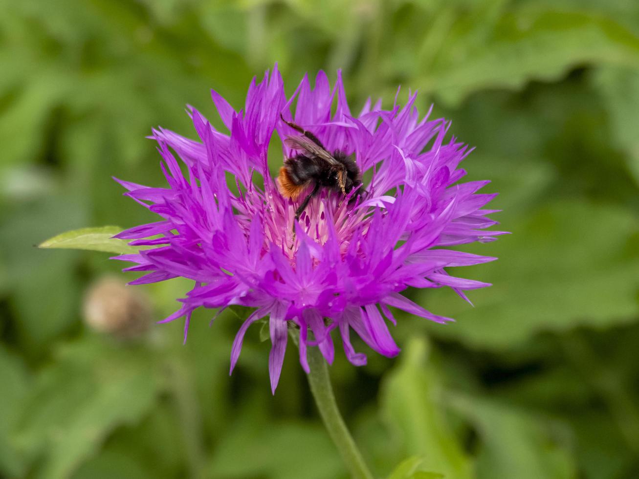 Purple cornflower with a visiting bee pollinator photo