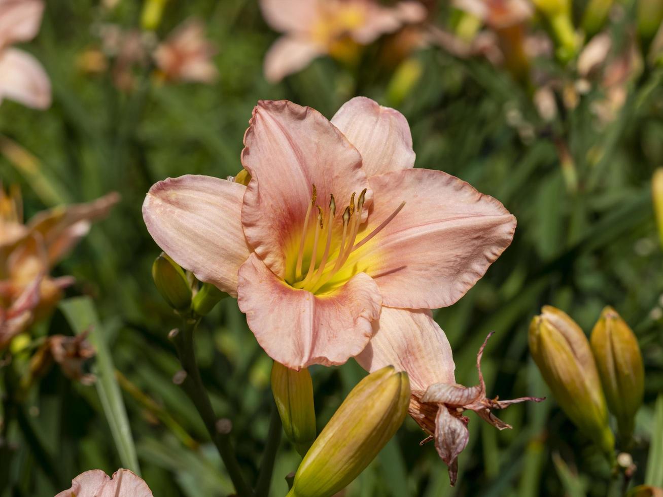 Peach Hemerocallis daylily flower variety Barbara Mitchell photo