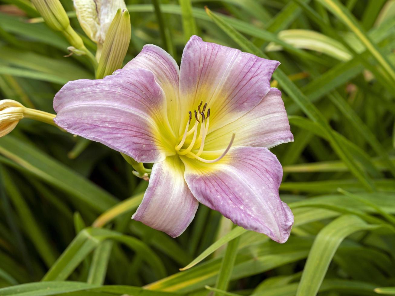 Closeup of a Hemerocallis daylily variety Catherine Woodbury photo