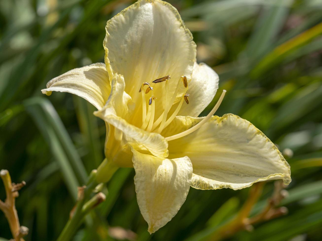 amarillo hemerocallis daylily variedad de flores carnaval de hielo foto