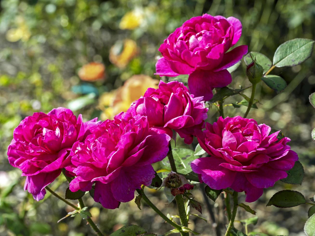 hermosas rosas de color rosa oscuro variedad noble anthony foto