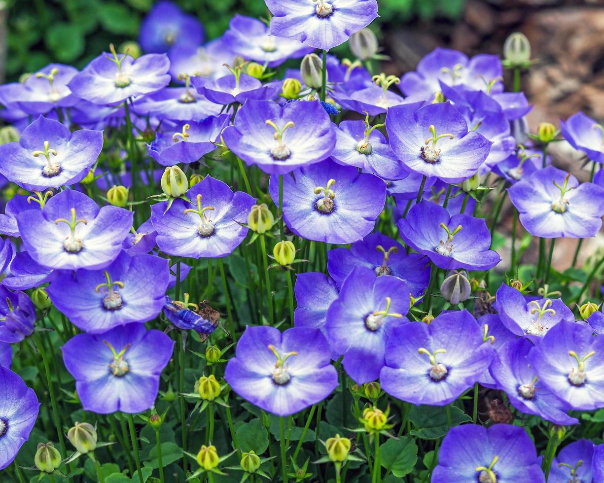 Campanula samantha violeta azul flores en un jardín. foto
