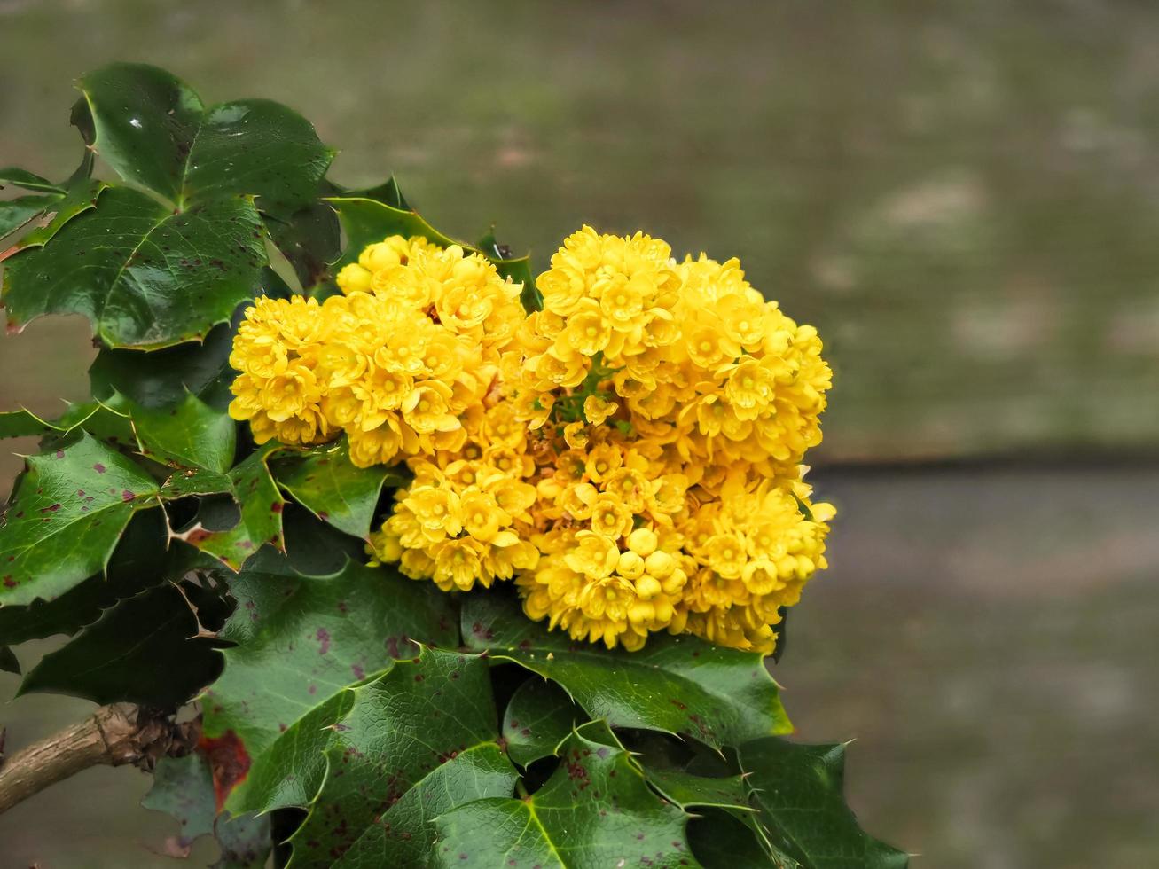 flores amarillas en un jardín acebo foto