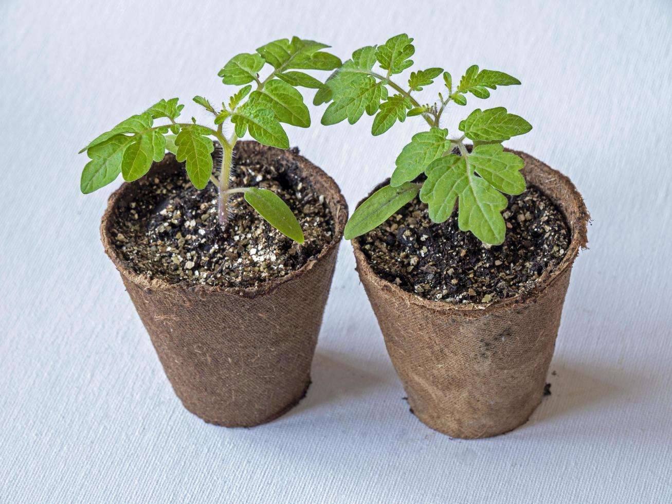 Two tomato seedlings growing in fibre pots 2438203 Stock Photo at Vecteezy
