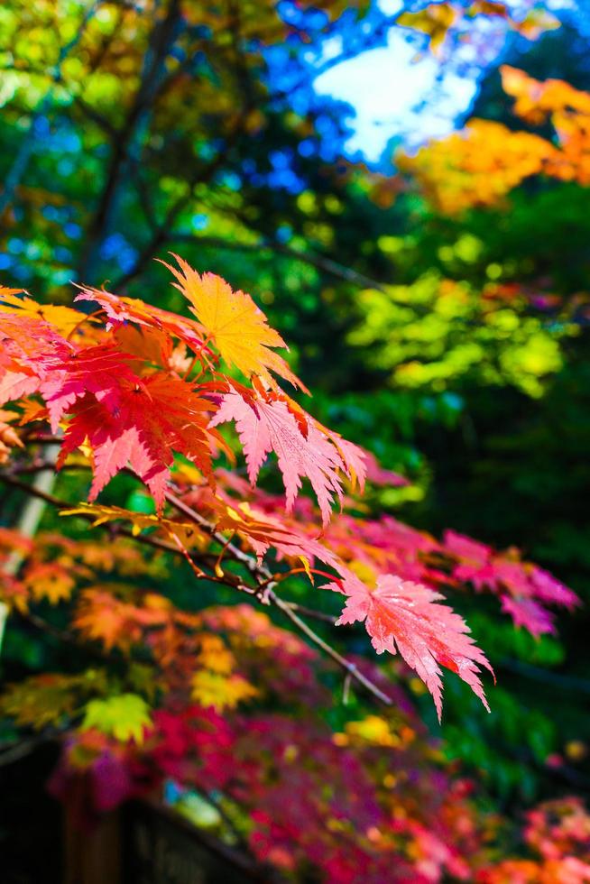 hojas de arce coloreadas en otoño en el parque foto