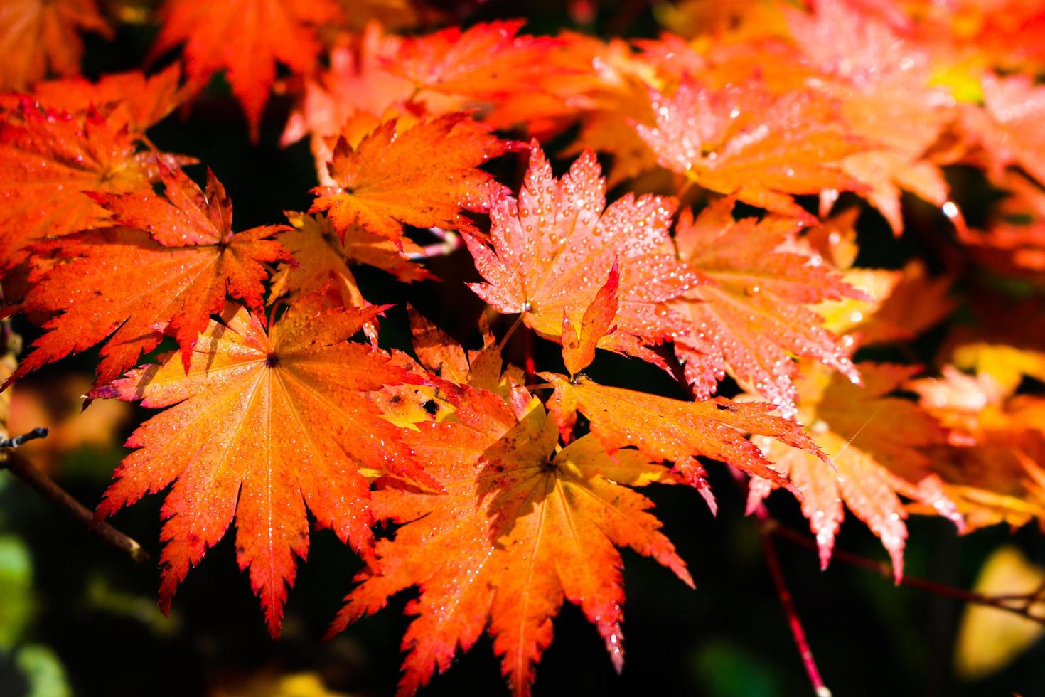 Maple leaves colored in autumn at the park photo