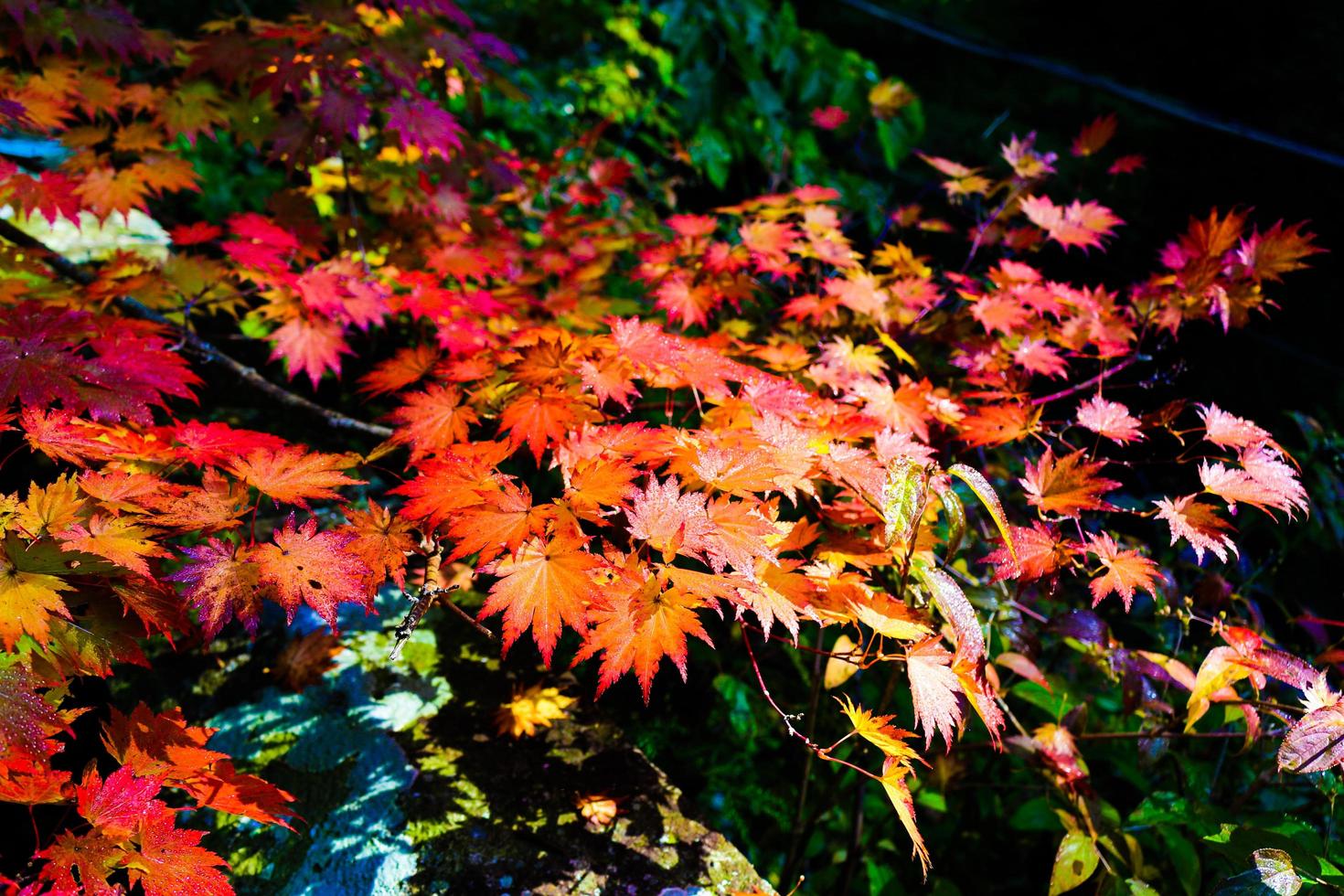 Maple leaves colored in autumn at the park photo