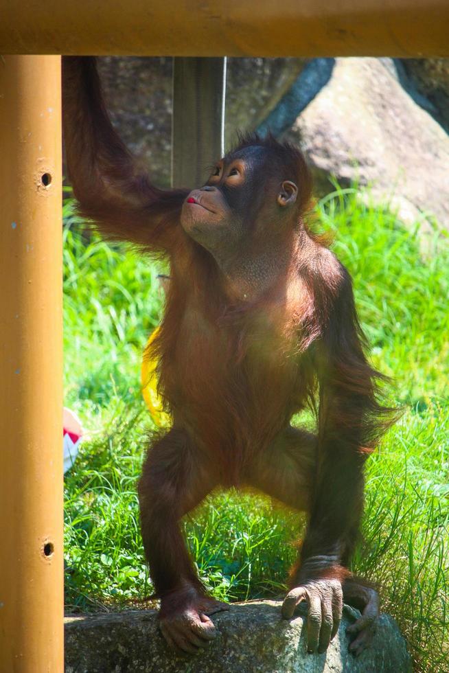 un bebé de orangután en el parque zoológico foto