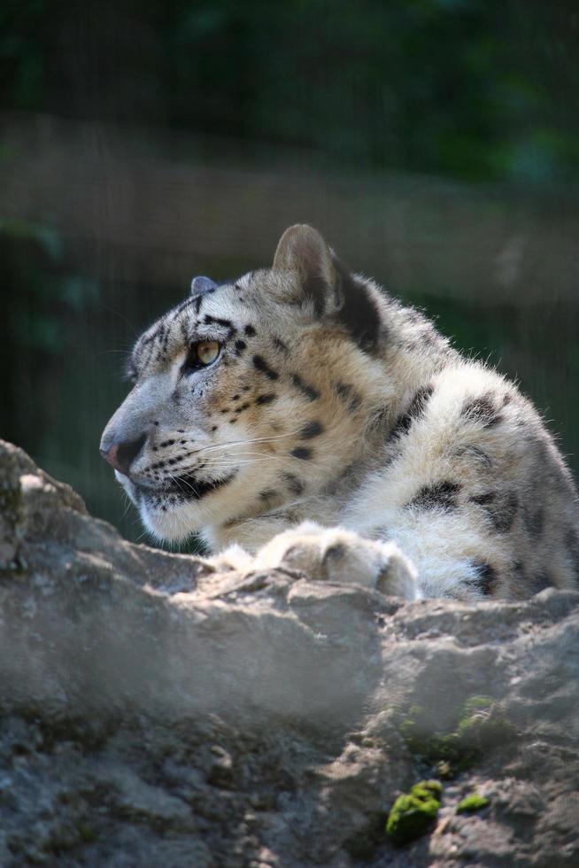 Snow leopard at the zoo park photo