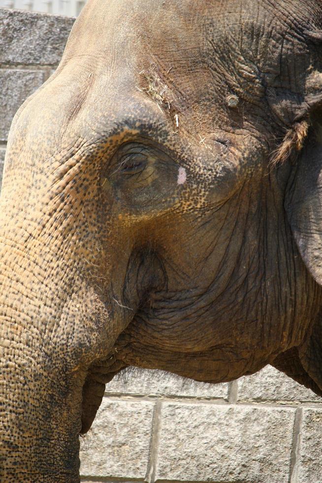 An african elephant at the zoo park photo