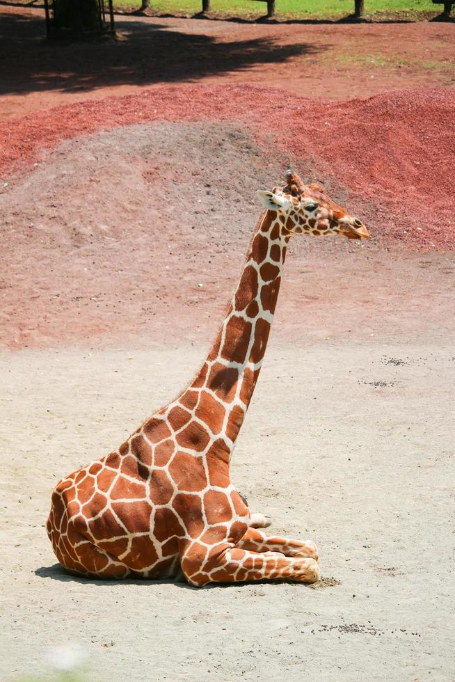 Giraffe at the zoo park photo