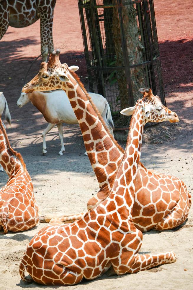 Giraffe at the zoo park photo