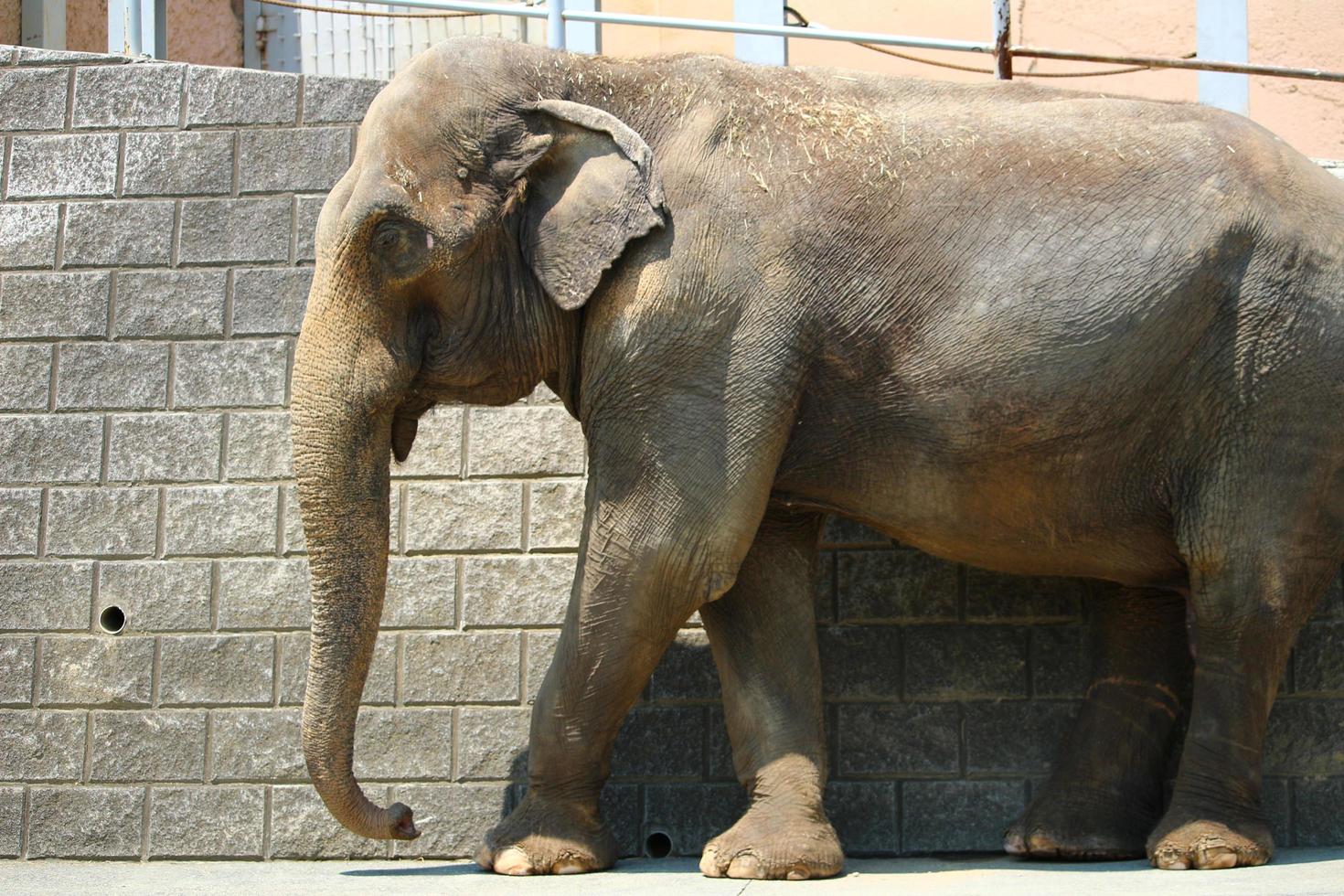 elefante africano en el parque zoológico foto