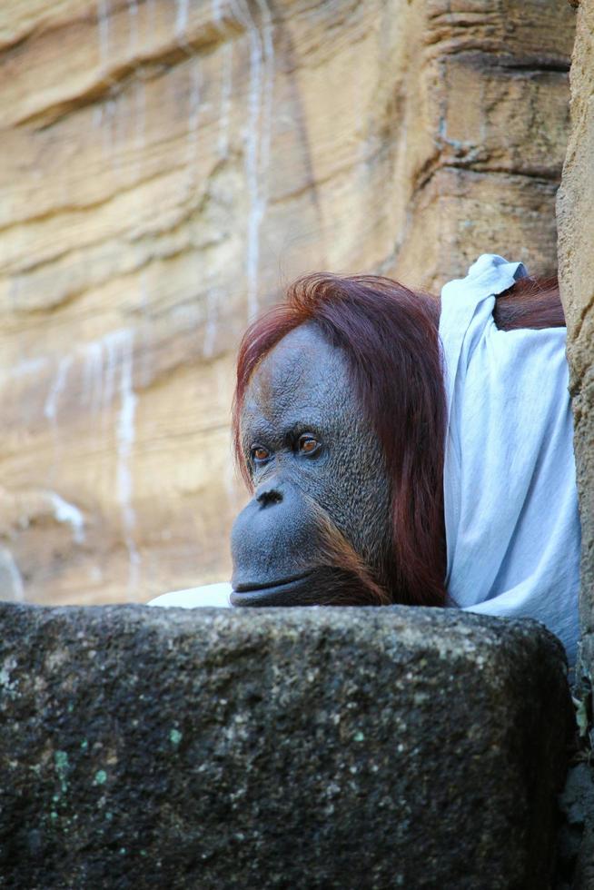 An orangutan at the zoo park photo