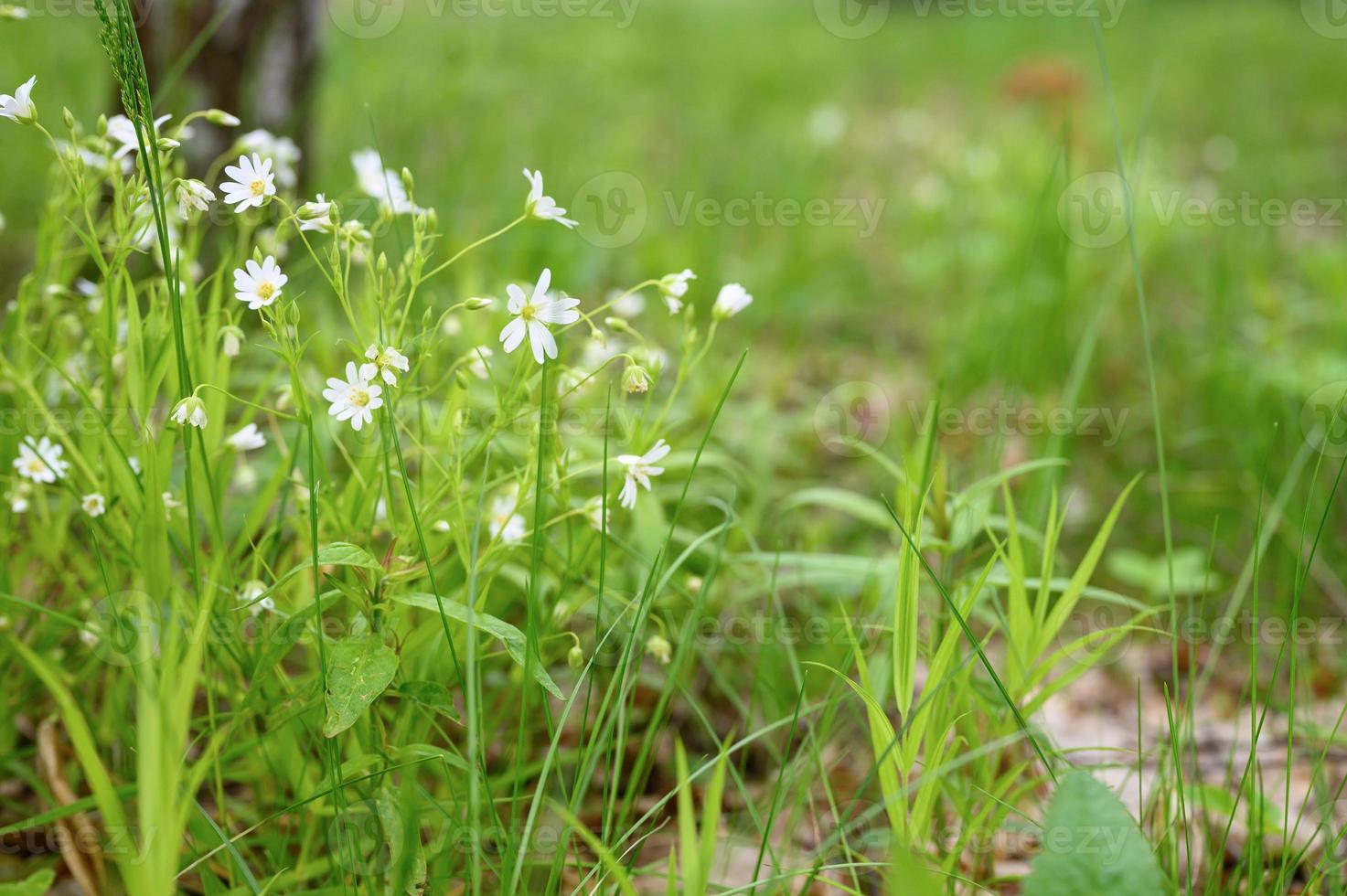 stellaria wild flower plant medicinal grow nature forest field photo