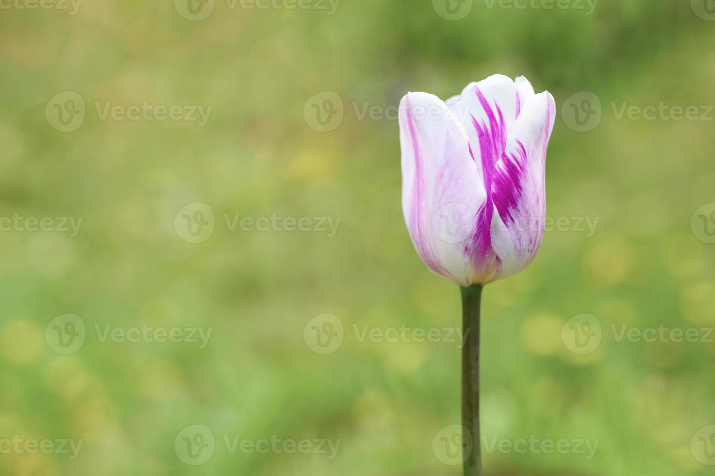 tulipán tulipanes púrpura brote pétalos crecer jardín foto