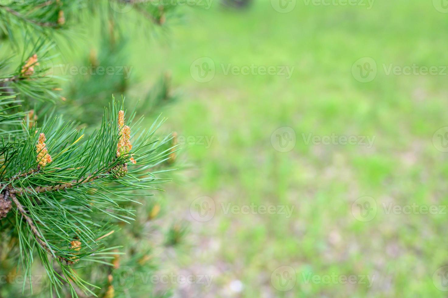 pine bloom cones tree fir branch grow forest nature photo