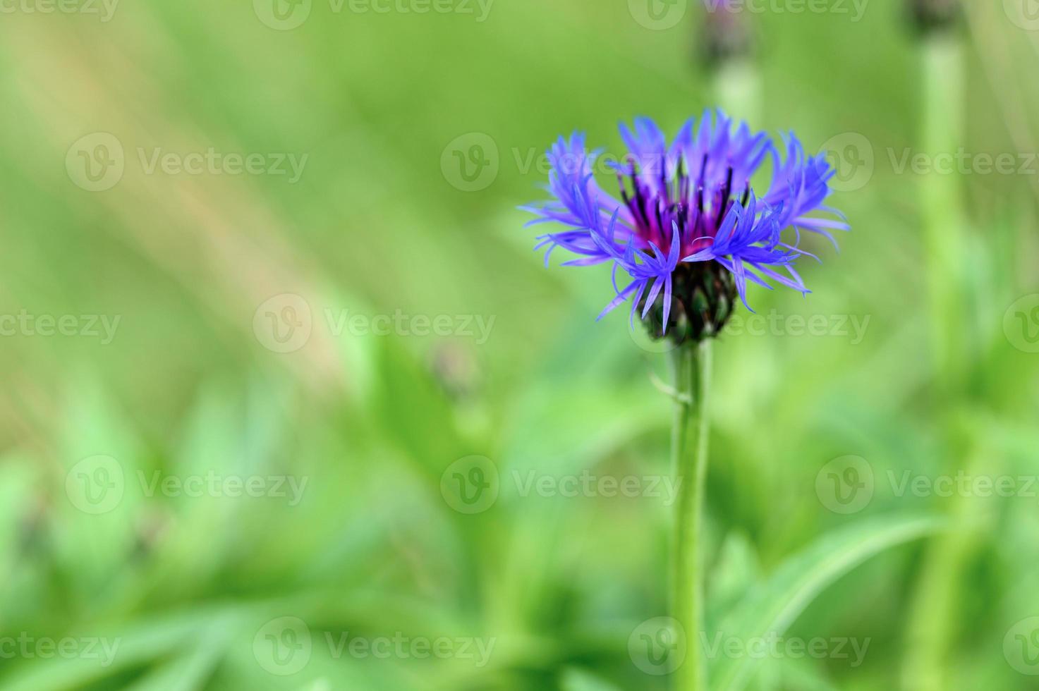 Aciano flores púrpura salvaje centaurea crecer campo naturaleza foto