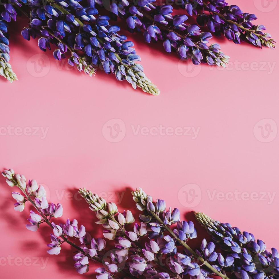 lupine lupines flat lay flower photo