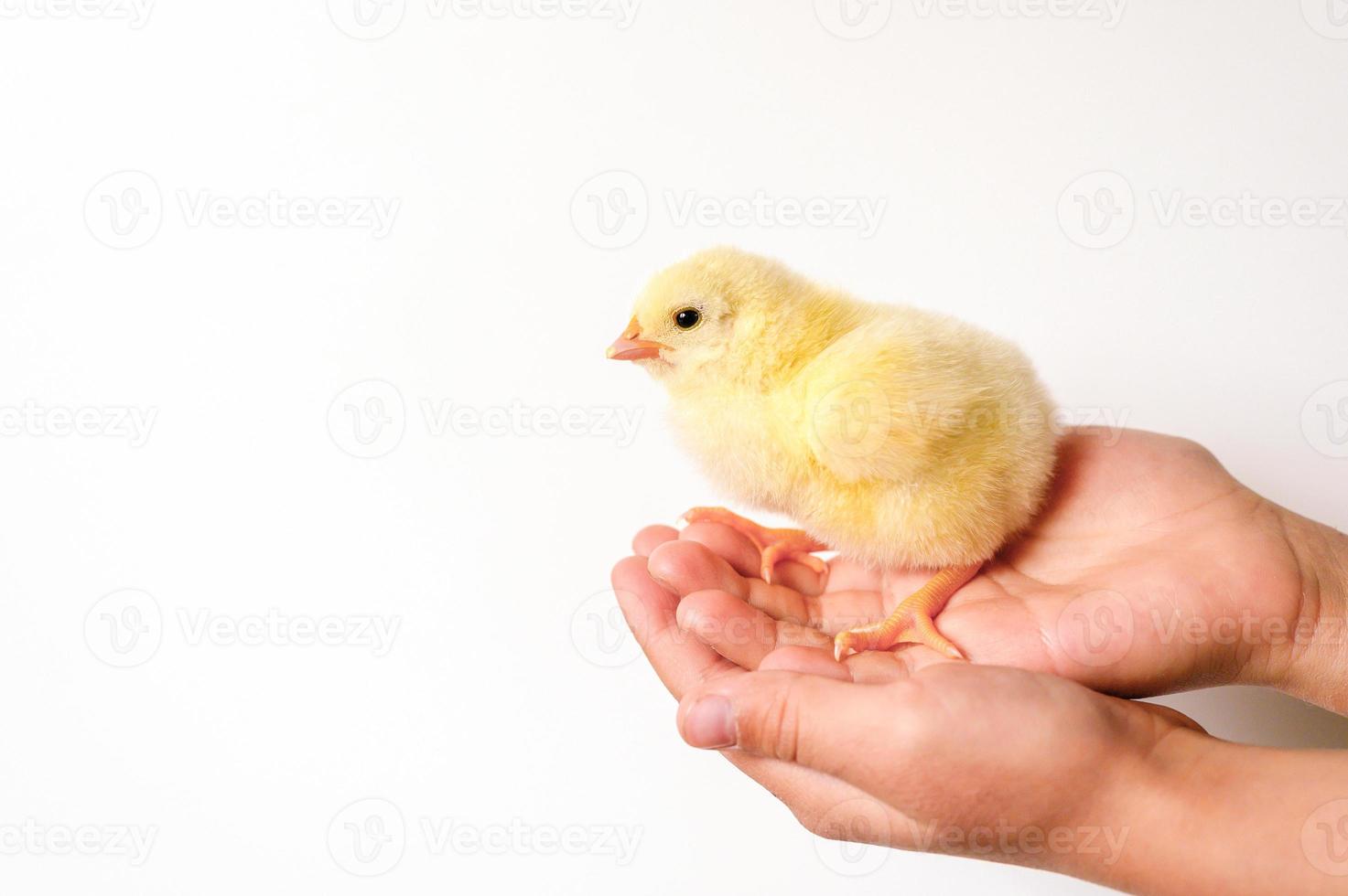 pollito bebé recién nacido sosteniendo las manos del granjero niño foto