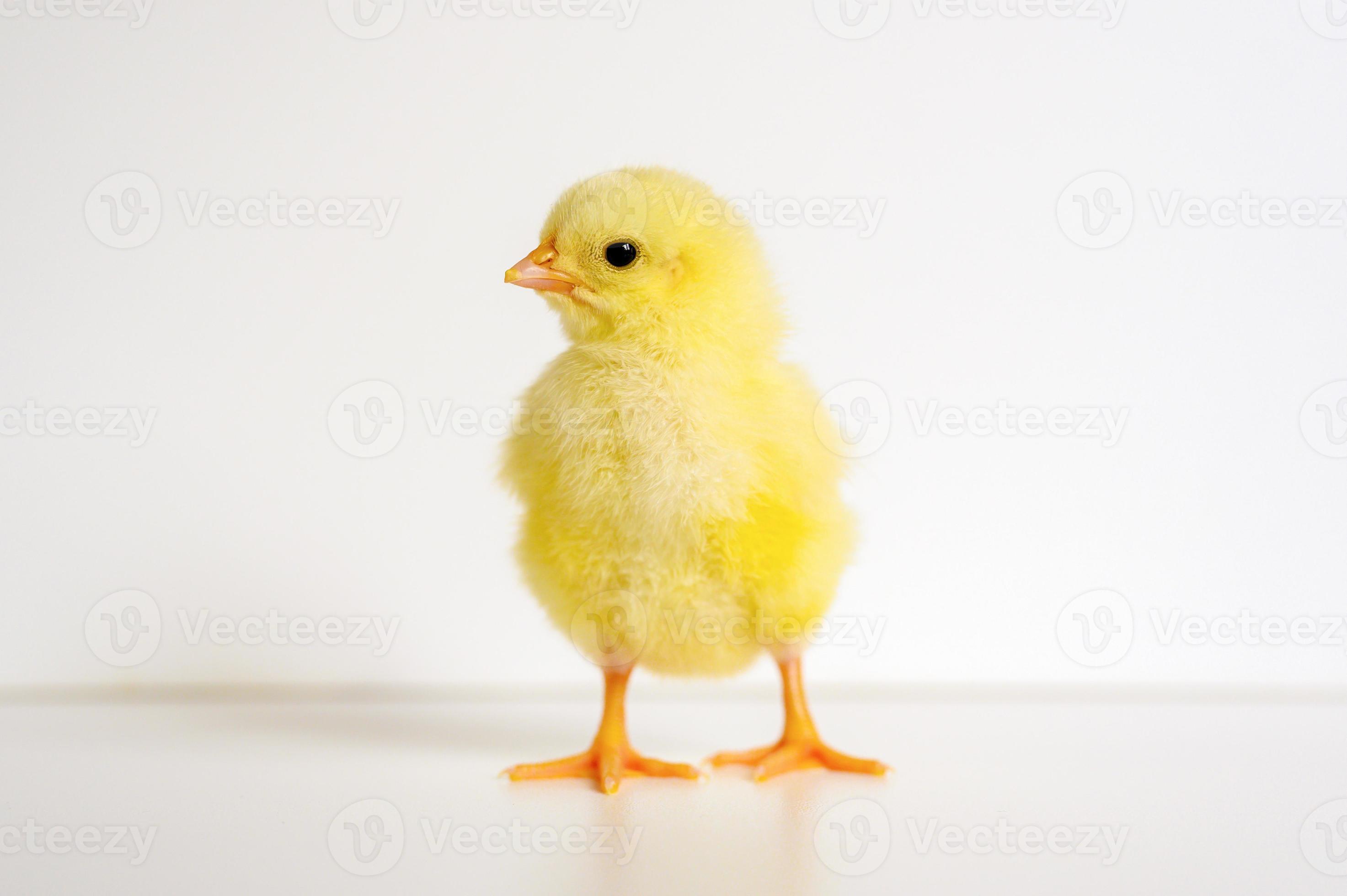 chick chicken newborn baby photo