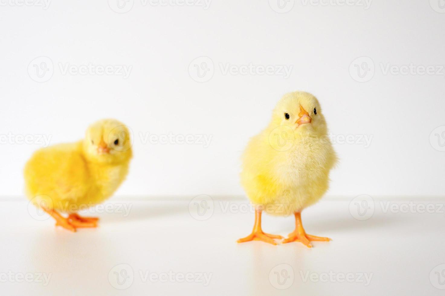 pollito pollo bebé recién nacido foto