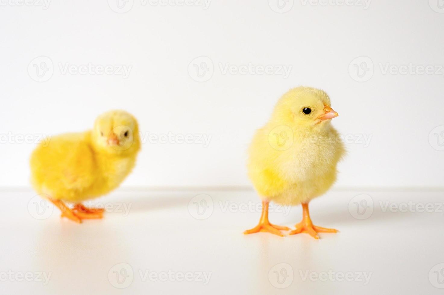 pollito pollo bebé recién nacido foto