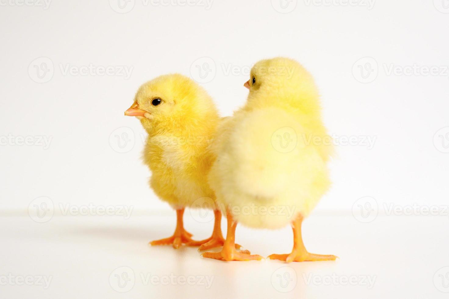 pollito pollo bebé recién nacido foto