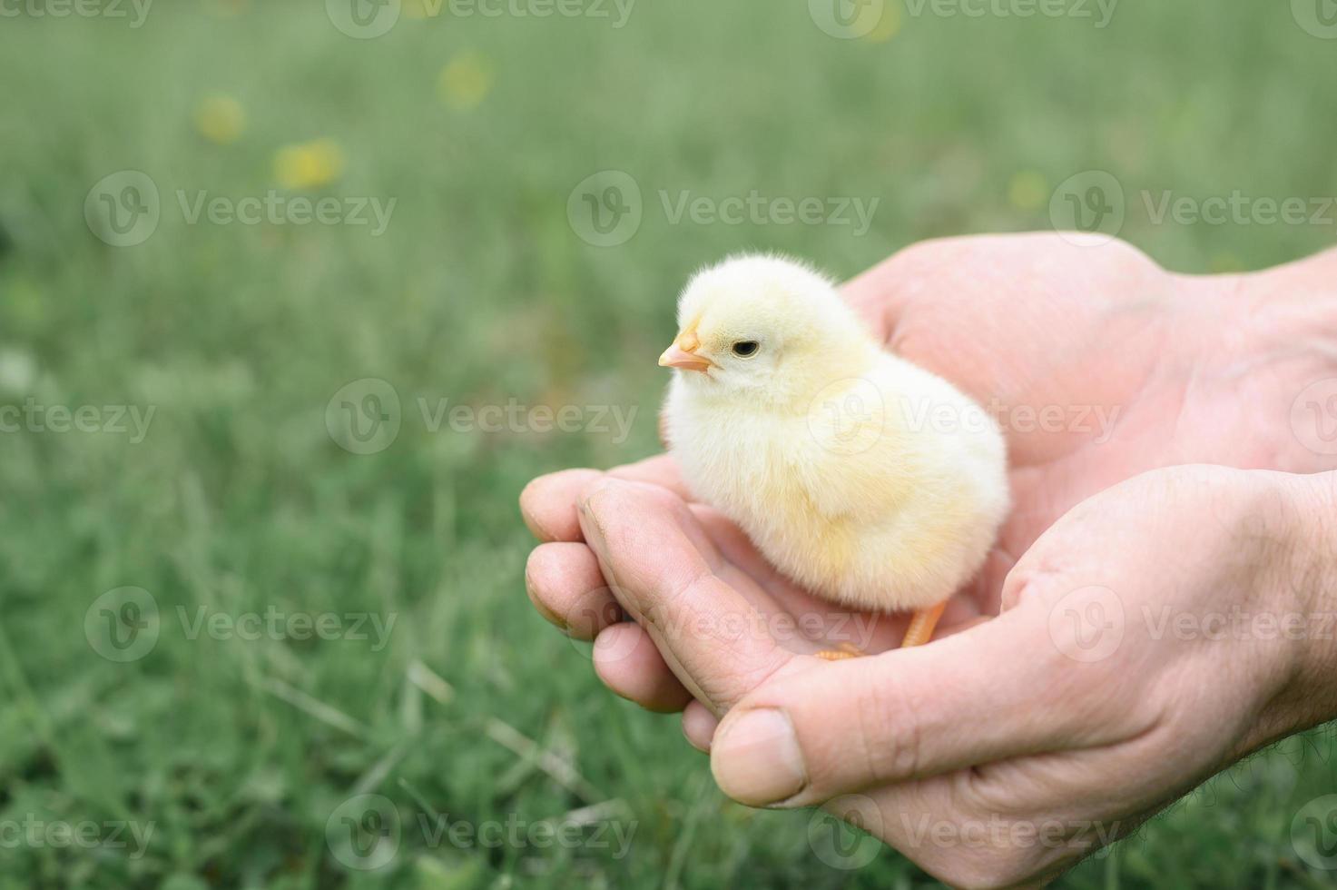 chick newborn baby holding adult man farmer hands photo