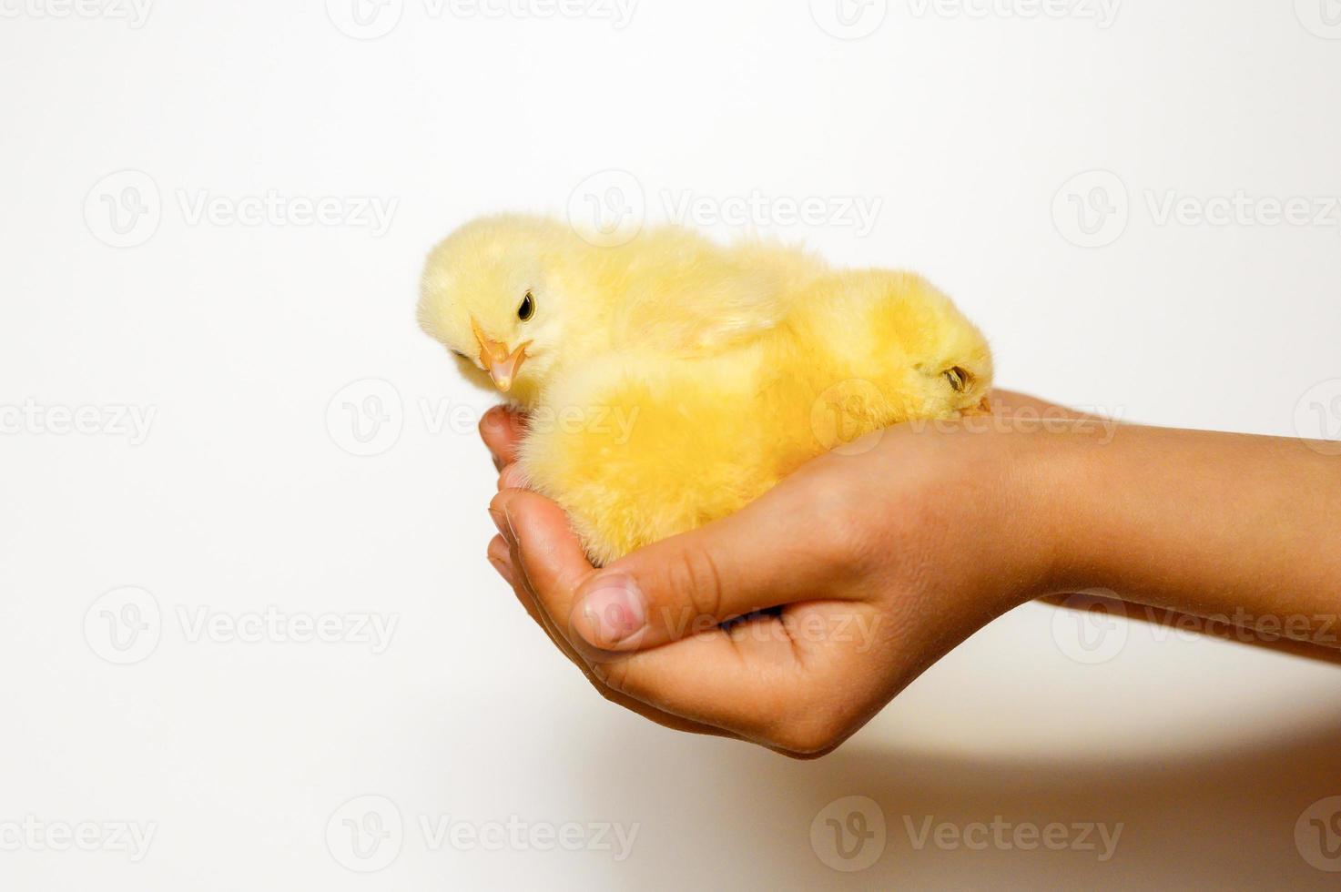 pollito bebé recién nacido sosteniendo las manos del granjero niño foto