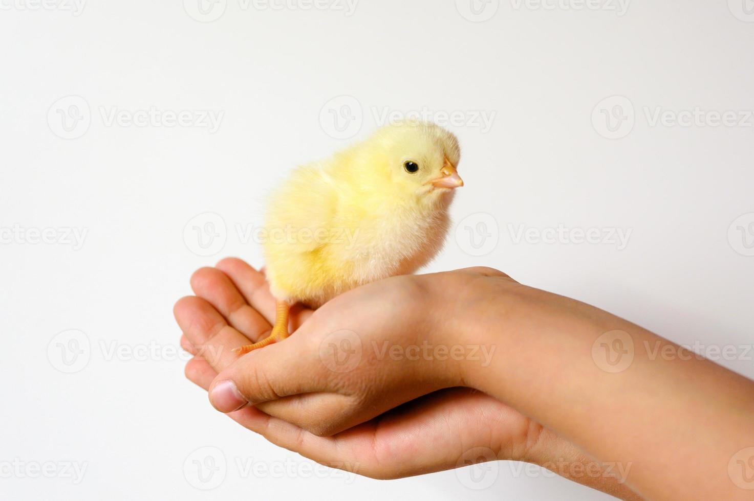 pollito bebé recién nacido sosteniendo las manos del granjero niño foto